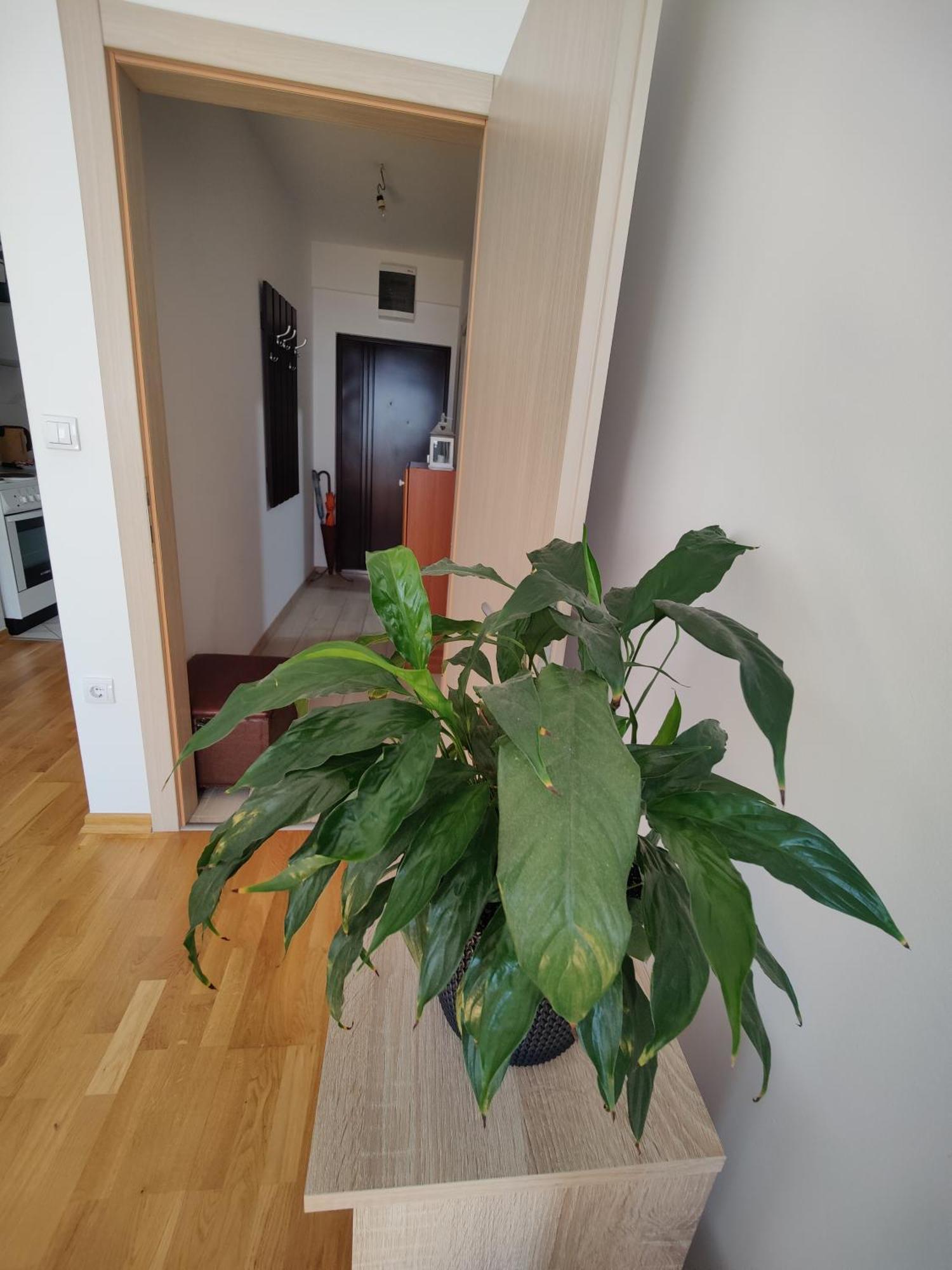 Apartman Aleksic Ni Екстериор снимка